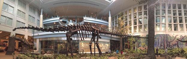 Panoramic photo of the Diplodicus carnegii skeleton on display at the Carnegie Museum of Natural History in the Dinosaurs in Their Time exhibit. Photo by Chandni Patel.