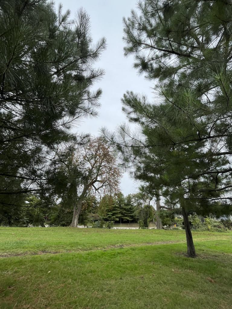 Tall trees on a cloudy day at Westinghouse Park. Photo Credit: Catherine Raspanti